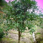 福建永福花卉桂花種植基地批發直銷 品質與價格的完美平衡