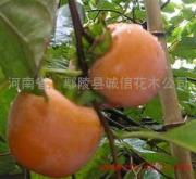 綠意匠心鐫春秋——走進河南省鄢陵縣誠信花木公司向陽花海