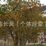 福建花卉永福花卉綠化苗桂花種植基地 批發直銷新選擇