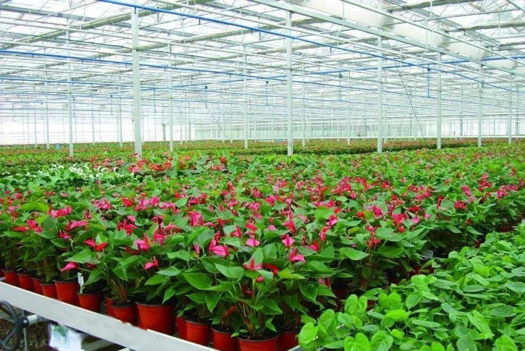 找不同！國內外花卉專業種植溫室大棚的區別有哪些？