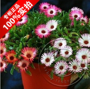 垂吊彩虹花 讓花園在空中綻放的萬古花卉種子種植指南
